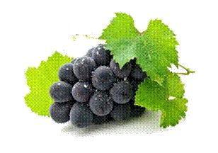 La progettazione del vigneto: quale variet d'uva? | la Vite  Bella